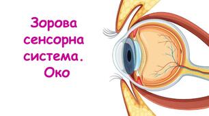 Зорова сенсорна система