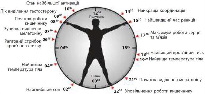 Біологічні ритми — урок. Біологія, 8 клас.