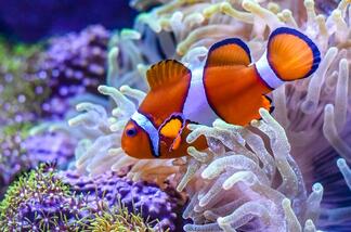 0601dncc-f805-437x289.jpg