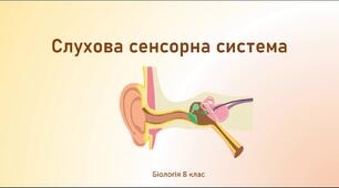 Слухова сенсорна система