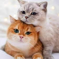 Милые КОТИКИ - собрала несколько фото и получились маленькие фото-истории! | Рукодельная Лавка Ольги Суховой | Дзен