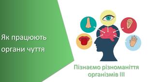 Презентація з уроку Пізнаємо природу для 5 класу на тему «Як працюють органи чуття»