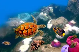 Sea turtle — Stock Photo, Image