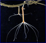 0601e64o-df74-162x151.png