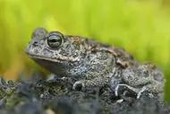 Closeup View Natterjack Toad Nature — Stock Photo, Image
