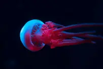 Jellyfish Blue Pink Neon Lights Black Background — Stock Photo, Image