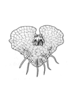 0601e7gl-bc71-156x192.png