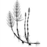 0601e7p2-9c04-154x155.png