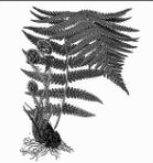 0601e7p5-40e7-153x163.png