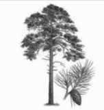 0601e7p8-a96a-152x161.png