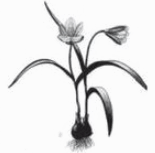 0601e7pc-c7e3-155x153.png