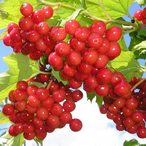 0601ebuv-f7bf-600x600.webp