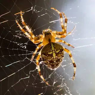 Close up macro of Araneus diadematus spider on a spider web with selective focus background