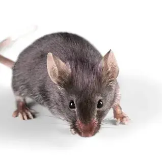House Mouse Identification, Habits & Behavior | Heron Home & Outdoor
