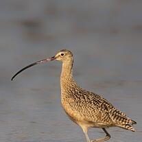 0601edxa-d782-207x207.jpg