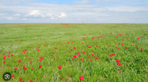 Диференційований залік