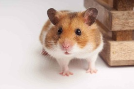 Hamster behaviour explained | Burgess Pet Care