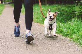 Let's walk the dog — Rob Campbell Leadership
