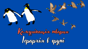 Комунікація тварин. Ієрархія в групі