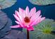 Talay Bua Daeng - море Червоних лотосів у Тайланді | ВІКНА. Новини Калуша та Прикарпаття