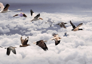 0601epfd-46f9-309x217.png