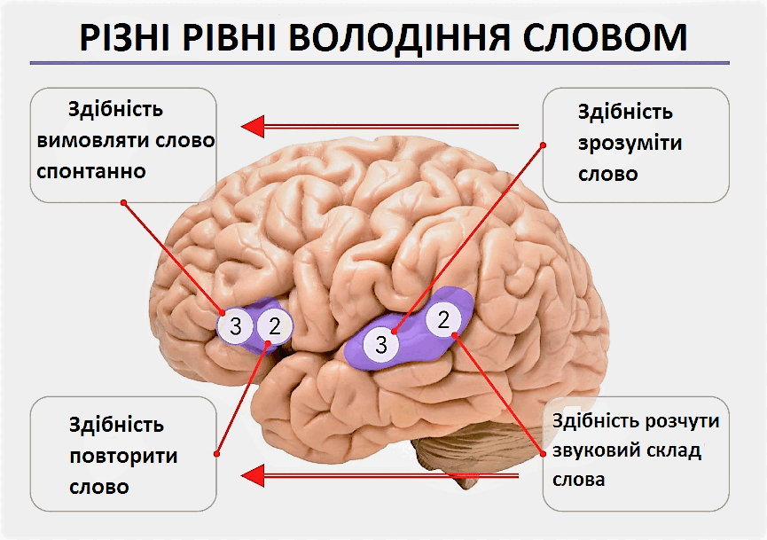 Мова і мовлення: цікаві факти про унікальні функції ...