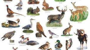 Wildtiere(HALLIHALLO).