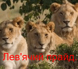 0601eunk-bf52-250x221.png