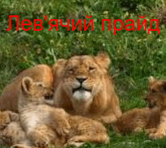 0601ev27-f123-242x216.png