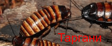 0601ez5a-f103-373x155.png