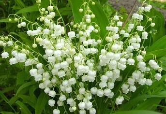0601f27o-42c6-343x236.jpg