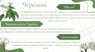 Інформаційна карта про черемшу