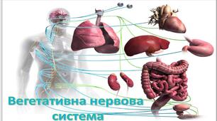 Презентація «  Вегетативна нервова система»