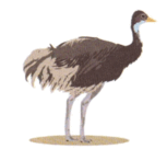 0601fnqu-f49c-153x136.png
