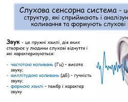 Зображення: Слухові відчуття
