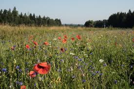 Die Wiese - Irdisches Paradies und Hotspot der Biodiversität, Donnerstag, 06.06.19, 19.30 Uhr