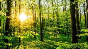 Der Wald als Energiequelle