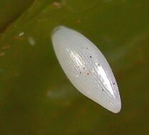 0601froy-2db5-209x190.jpg