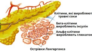 ЕНДОКРИННІ ЗАЛОЗИ ОРГАНІЗМУ ЛЮДИНИ. ПРОФІЛАКТИКА ЗАХВОРЮВАНЬ ЕНДОКРИННОЇ СИСТЕМИ