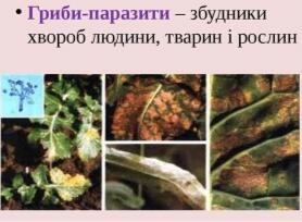 0601fwjy-3e24-278x204.jpg