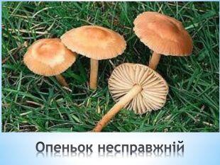 0601fx4a-74e5-310x233.jpg