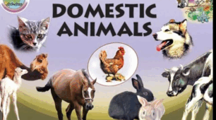 Domestic Animals