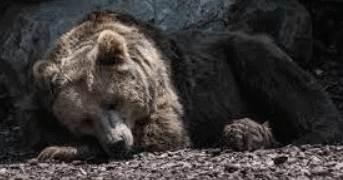 0601g0lv-4e4d-343x180.png