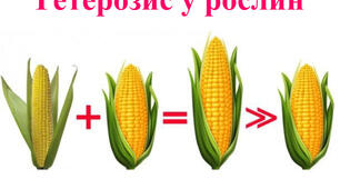11 кл. Тест "Явище гетерозису"
