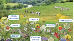  Я досліджую світ. 3 клас. Природне угруповання - луки.
