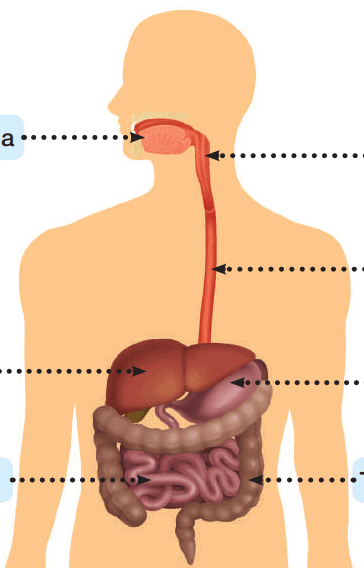 0601givv-c960-364x568.png