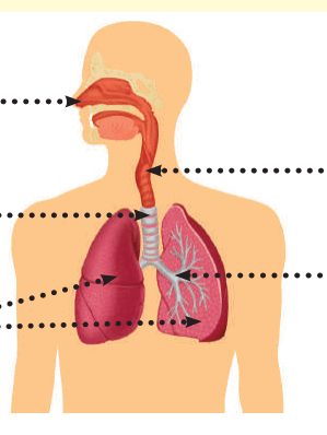 0601giw7-a82a-299x398.png