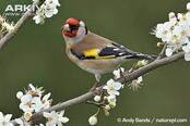 Щиглик (Carduelis carduelis) :: Пернаті друзі, птахи України, орнітологія ::