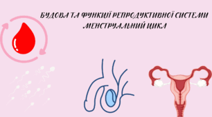Презентація на тему: "Будова та функції репродуктивної системи. Менструальний цикл." 8 клас