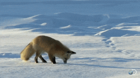 0601gzfn-e19c-480x270.gif
